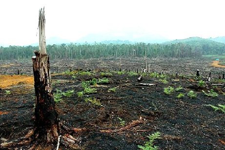Penebangan Hutan  Secara Liar Binojales
